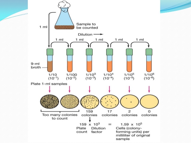 bacterial serial dilution method